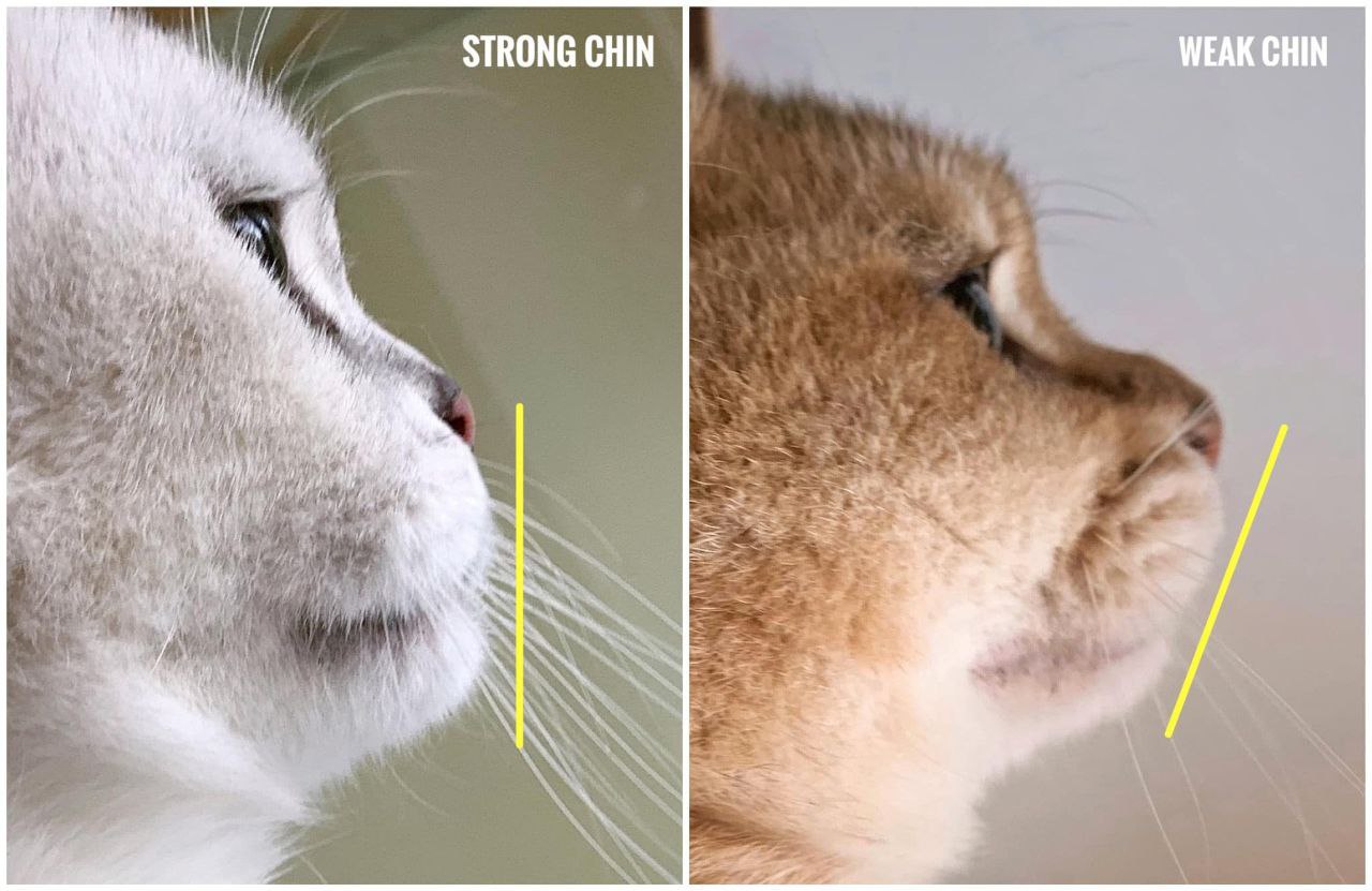 1} STRONG CHIN EAK WEAK CHIN и i 3 a у 4 a 5 2 i а К ait я