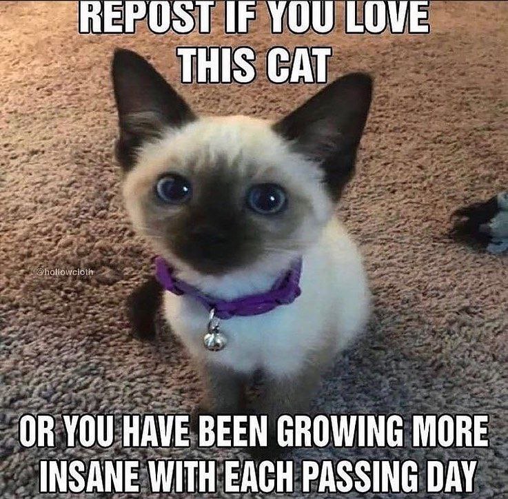 ВЕРОЗТИЕ YOU LOVE THIS CAT OR YOU HAVE BEEN GROWING MORE INSANE WITH EACH PASSING DAY