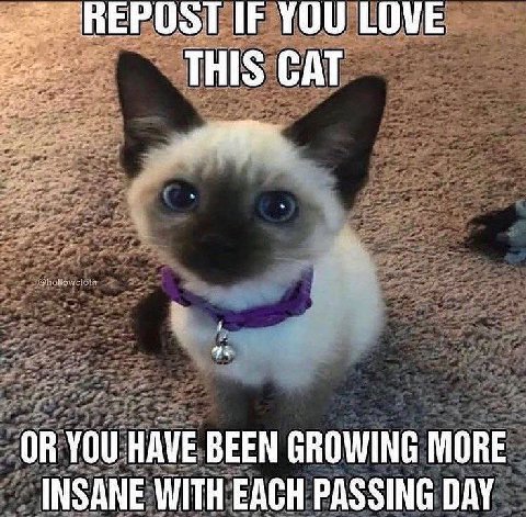 ВЕРОЗТИЕ YOU LOVE THIS CAT OR YOU HAVE BEEN GROWING MORE INSANE WITH EACH PASSING DAY