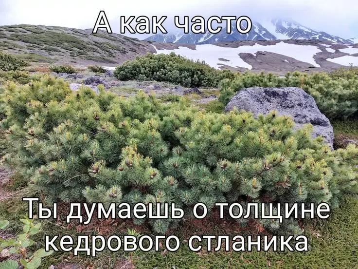 А как ape У у 4, а of fig, маешь о толщине Ты думаешь о толщине кедрового стланика^