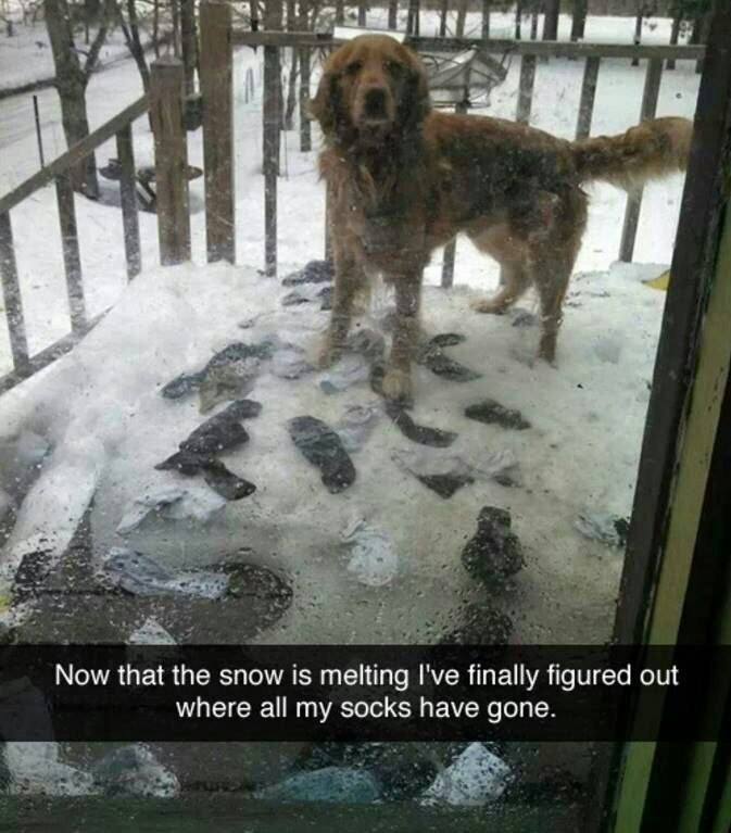 у у Now that the snow is melting I've finally figured out where all my socks have gone