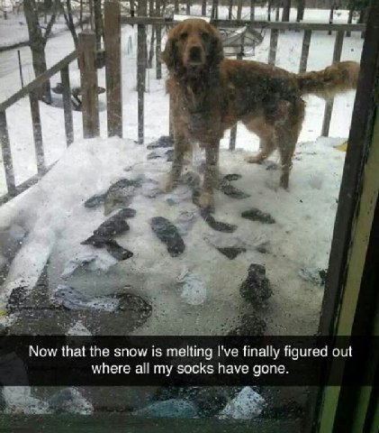 у у Now that the snow is melting I've finally figured out where all my socks have gone