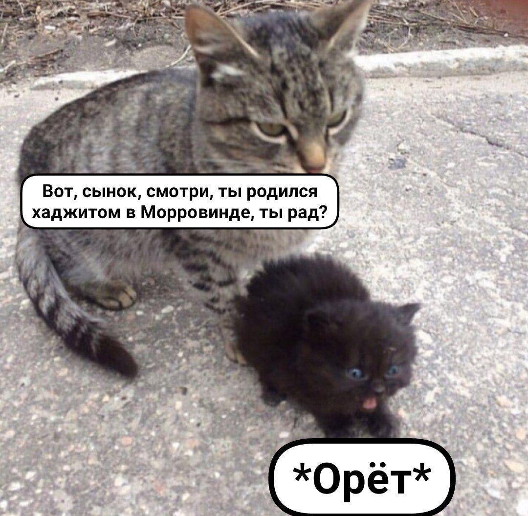 Вот, сынок, смотри, ты родился хаджитом в Морровинде, ты рад? a *Орет*