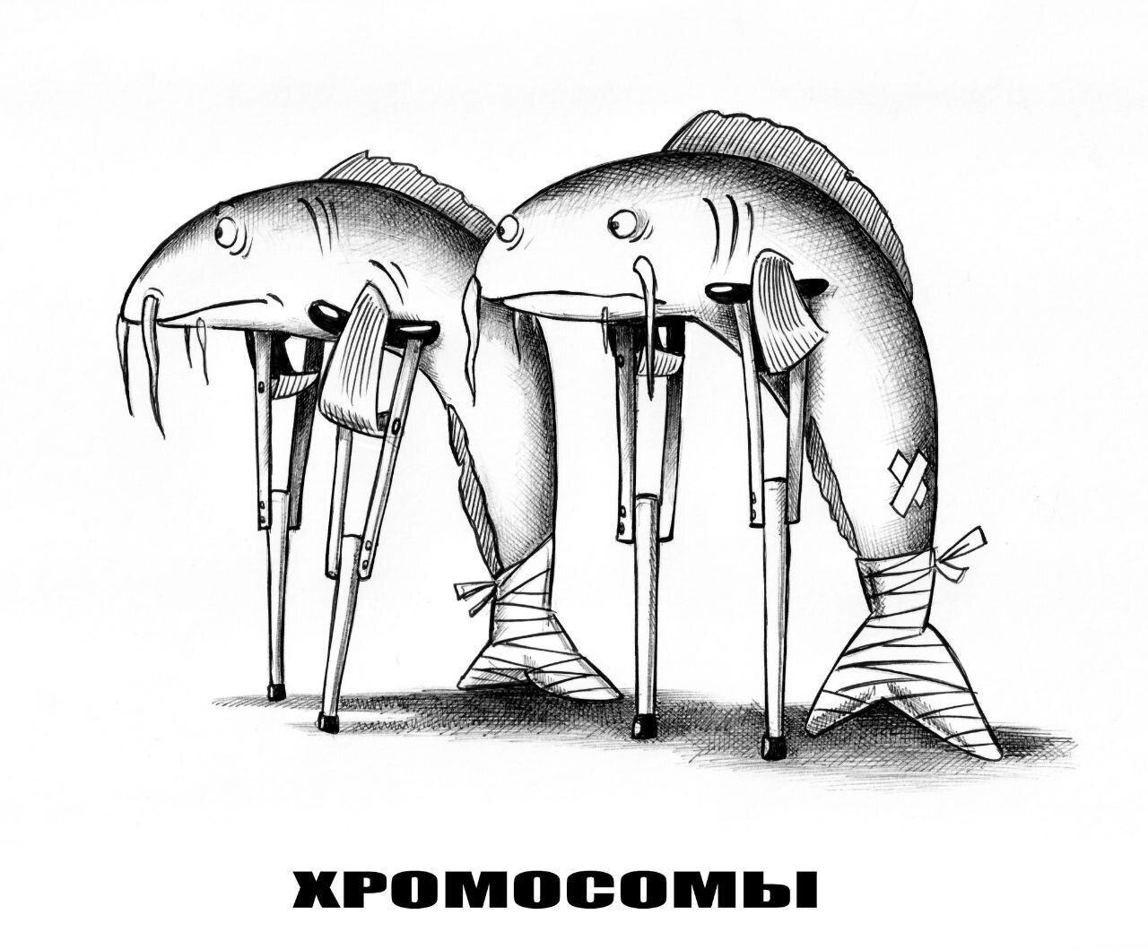 a и Я KPOMOCOMbBbI