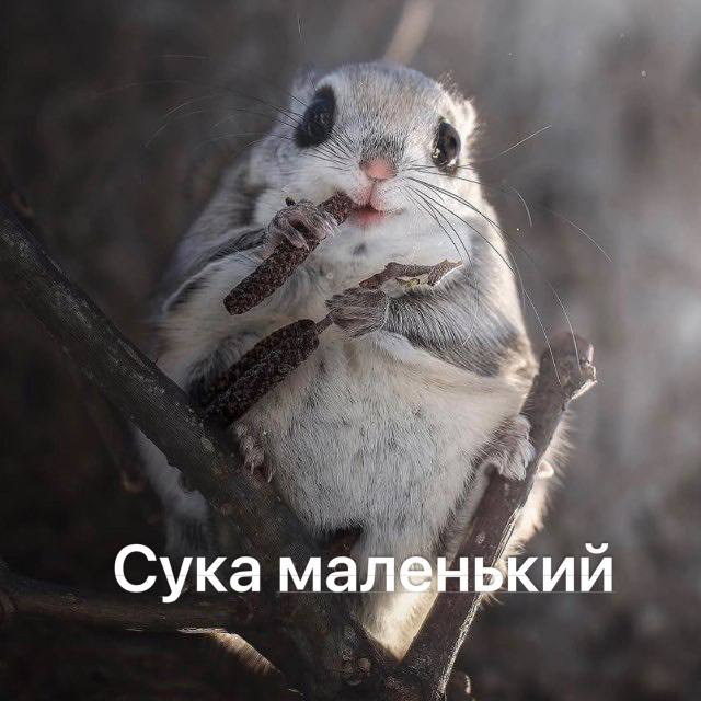 Сука маленький