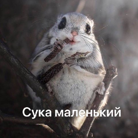 Сука маленький