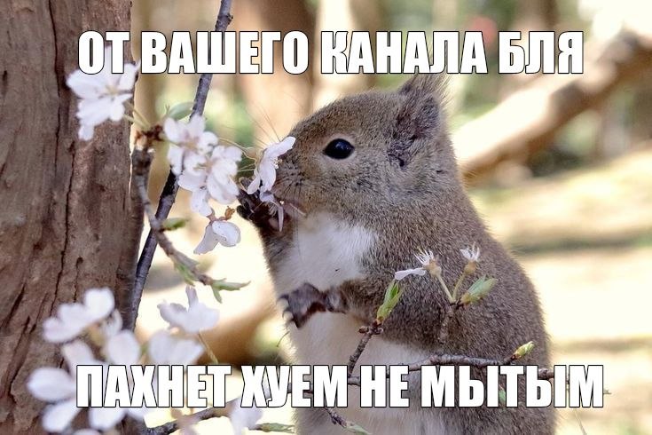 КАНАЛА БЛЯ я НЕ