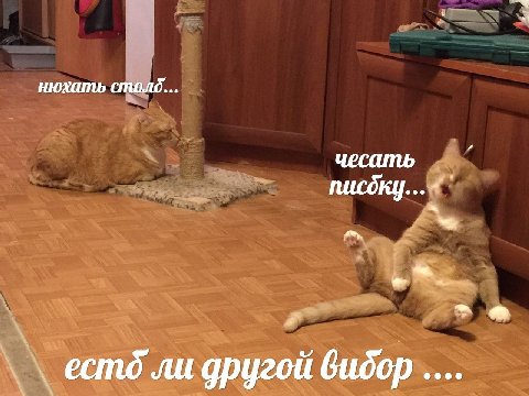 нюхать столд. ли другой вибор