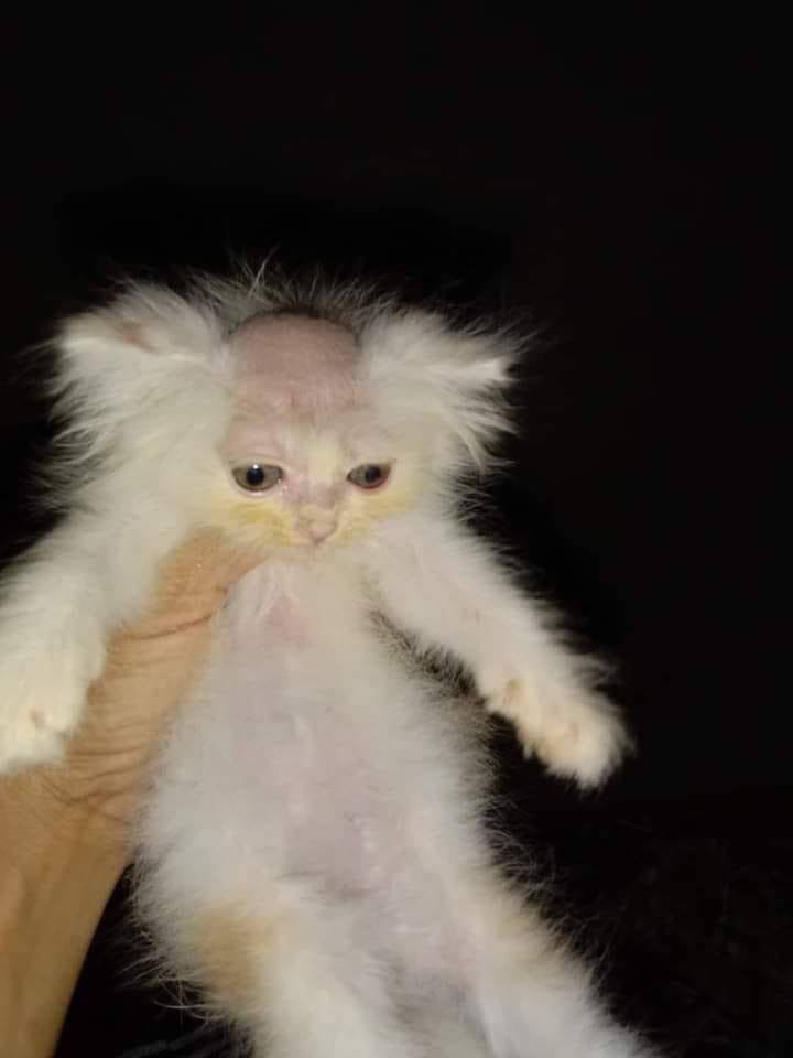 4 4