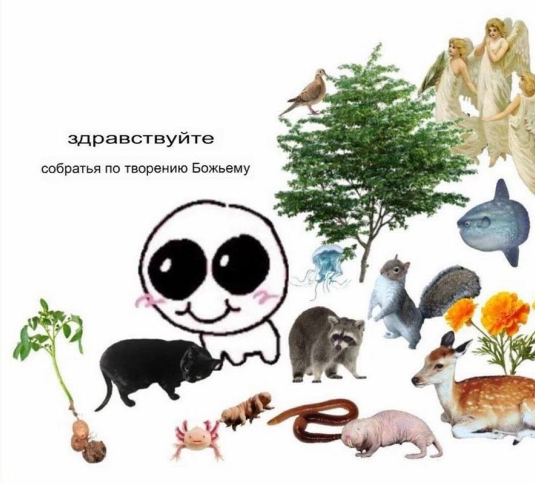 5. здравствуйте собратья по творению Божьему