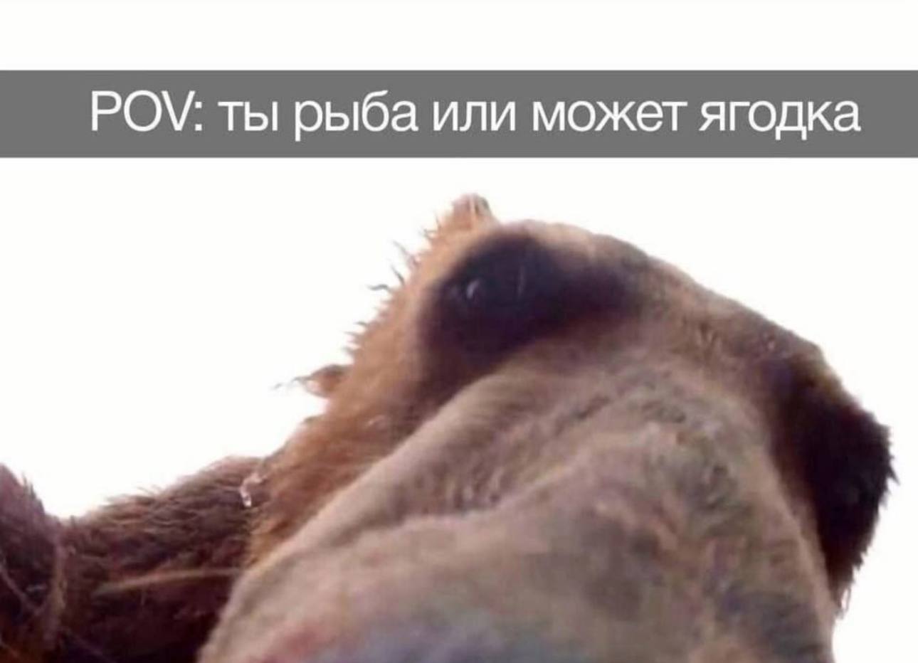 ты рыба или может ягодка