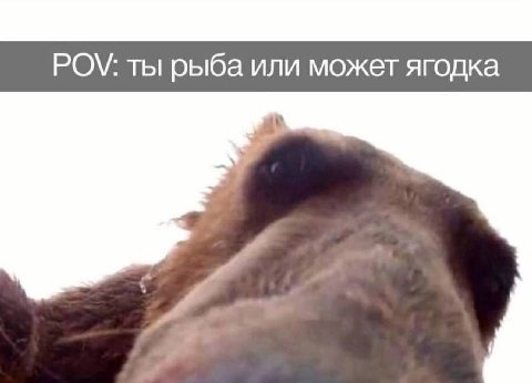 ты рыба или может ягодка