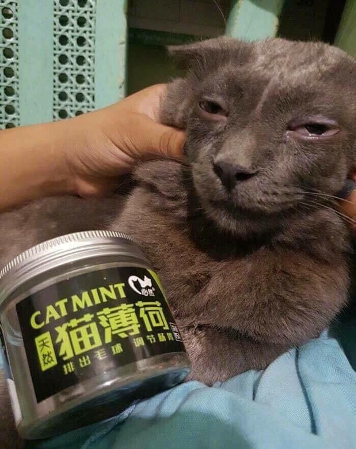 4 a я a у