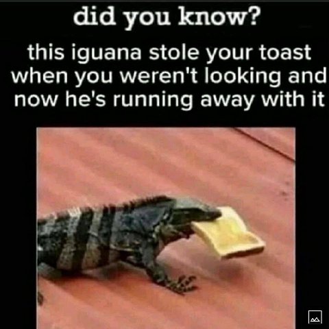 did you know? this iguana stole your toast when you weren't looking and now he's running away with it у