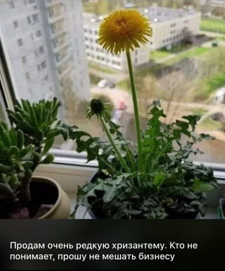 a Продам очень редкую хризантему. Кто не понимает, прошу не мешать бизнесу
