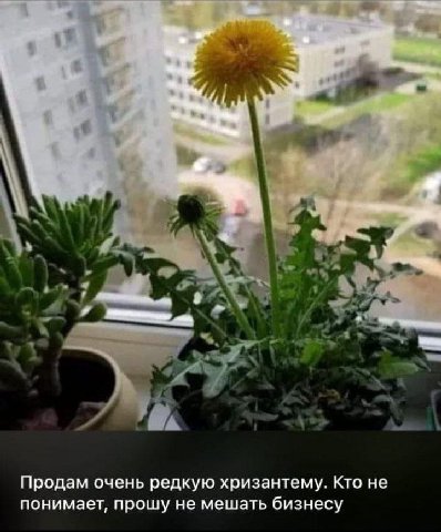 a Продам очень редкую хризантему. Кто не понимает, прошу не мешать бизнесу
