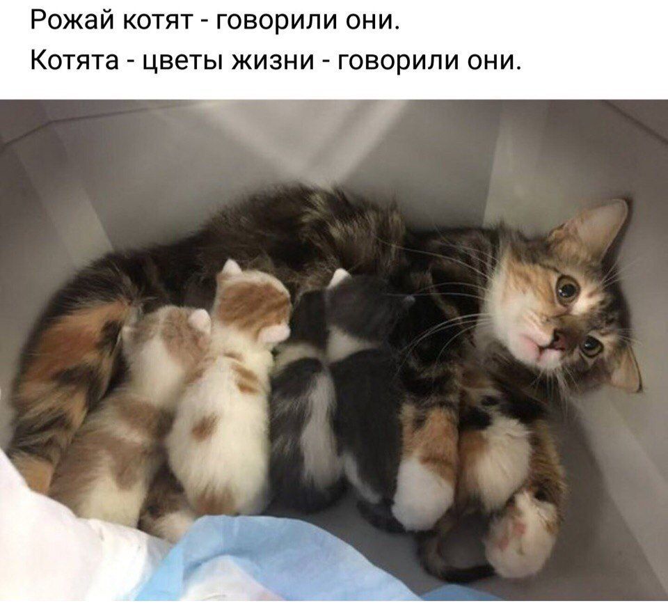 Рожай котят говорили они. Котята цветы жизни говорили они.