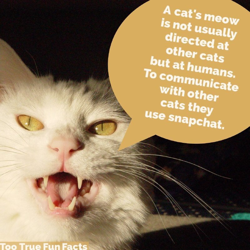 изиаЦу ected at cats To at at humans other Cats Use Too True Fun Facts