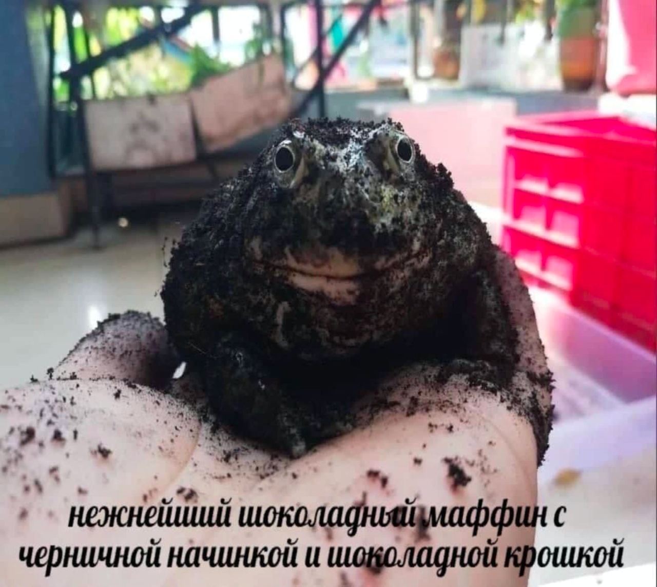 4 4a и a A= 4 A черничной начинкой и шоволадной крошкой