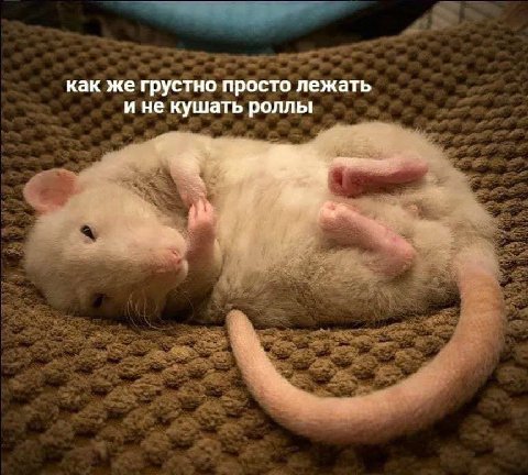 как же грустно просто лежать и не кушать роллы