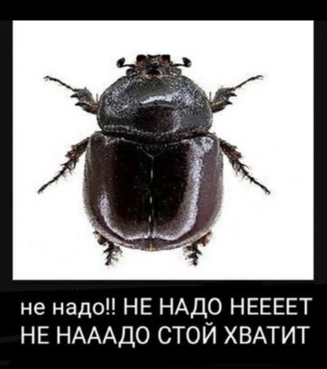 He надо!! НЕ НАДО HEEEET НЕ НАААДО СТОЙ ХВАТИТ