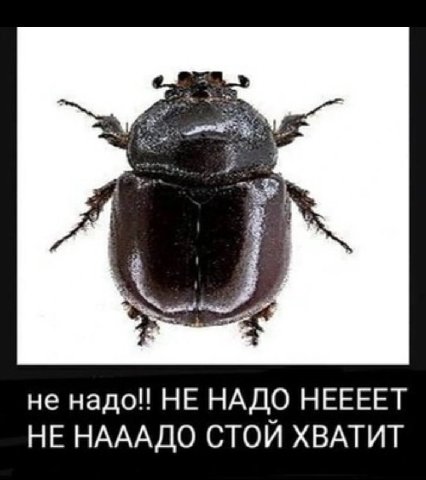 He надо!! НЕ НАДО HEEEET НЕ НАААДО СТОЙ ХВАТИТ