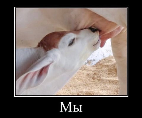 Мы