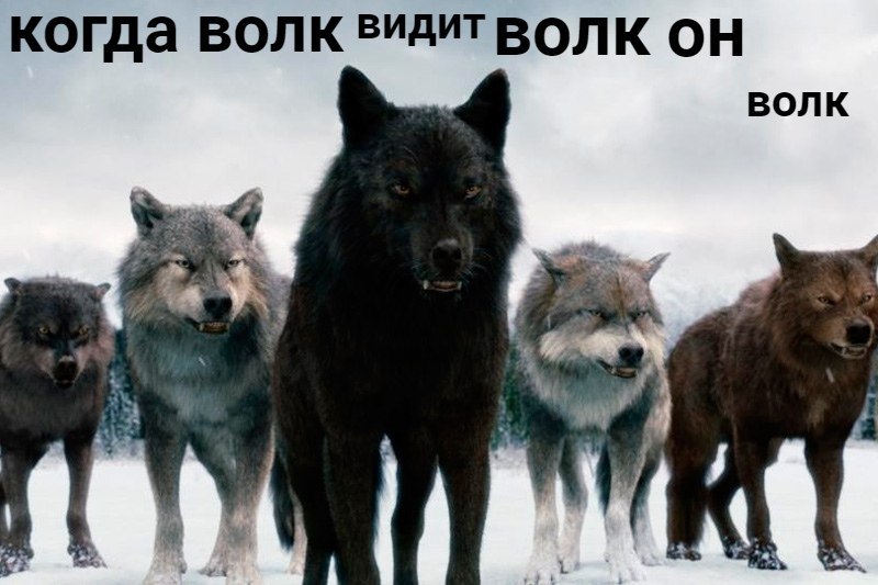когда волк ВОЛК ОН ВОЛК 4 У. 1