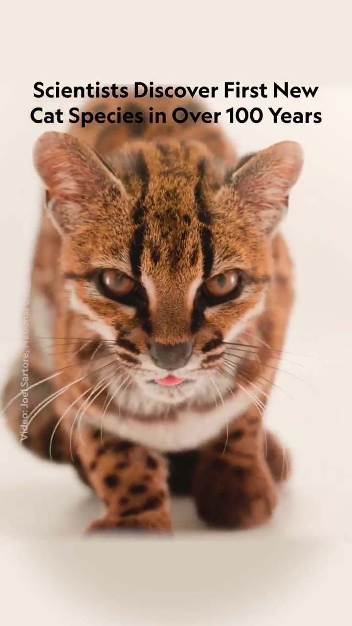 Scientists Discover First New Cat Species in Over 100 Years