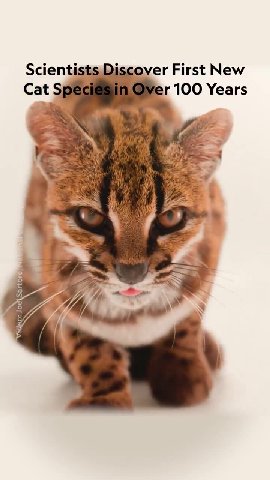 Scientists Discover First New Cat Species in Over 100 Years