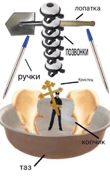 лопатка учки Крестец к. таз