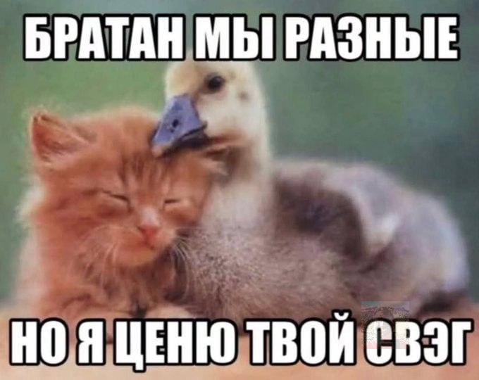 БРАТАН МЫ РАЗНЫЕ НОЯ ЦЕНЮ ТВОЙ СВЭГ