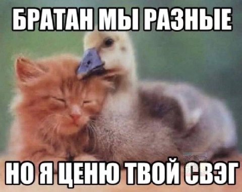 БРАТАН МЫ РАЗНЫЕ НОЯ ЦЕНЮ ТВОЙ СВЭГ