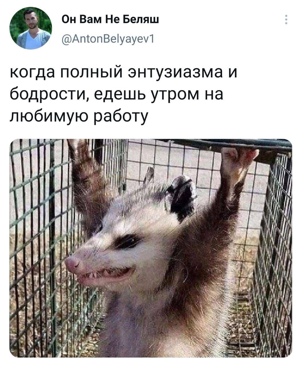 Он Вам Не Беляш @AntonBelyayev1 когда полныи энтузиазма и бодрости, едешь утром на любимую работу WIN