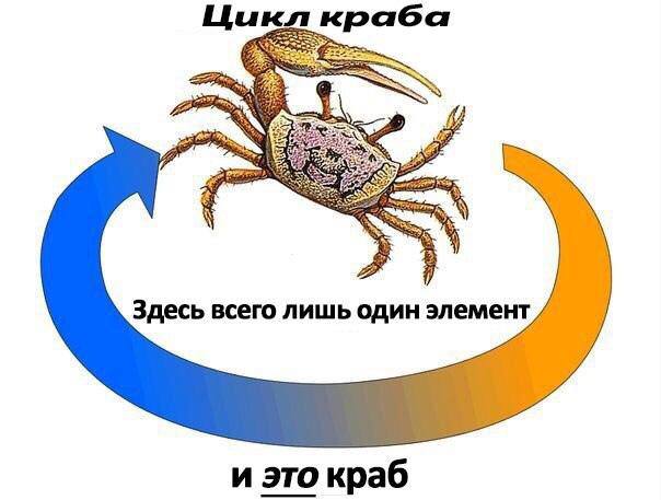 Цикл краба Здесь всего лишь один элемент и это краб