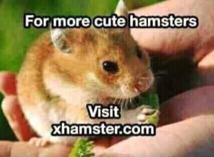 Рог more.cute hamsters Visit xhamster.com