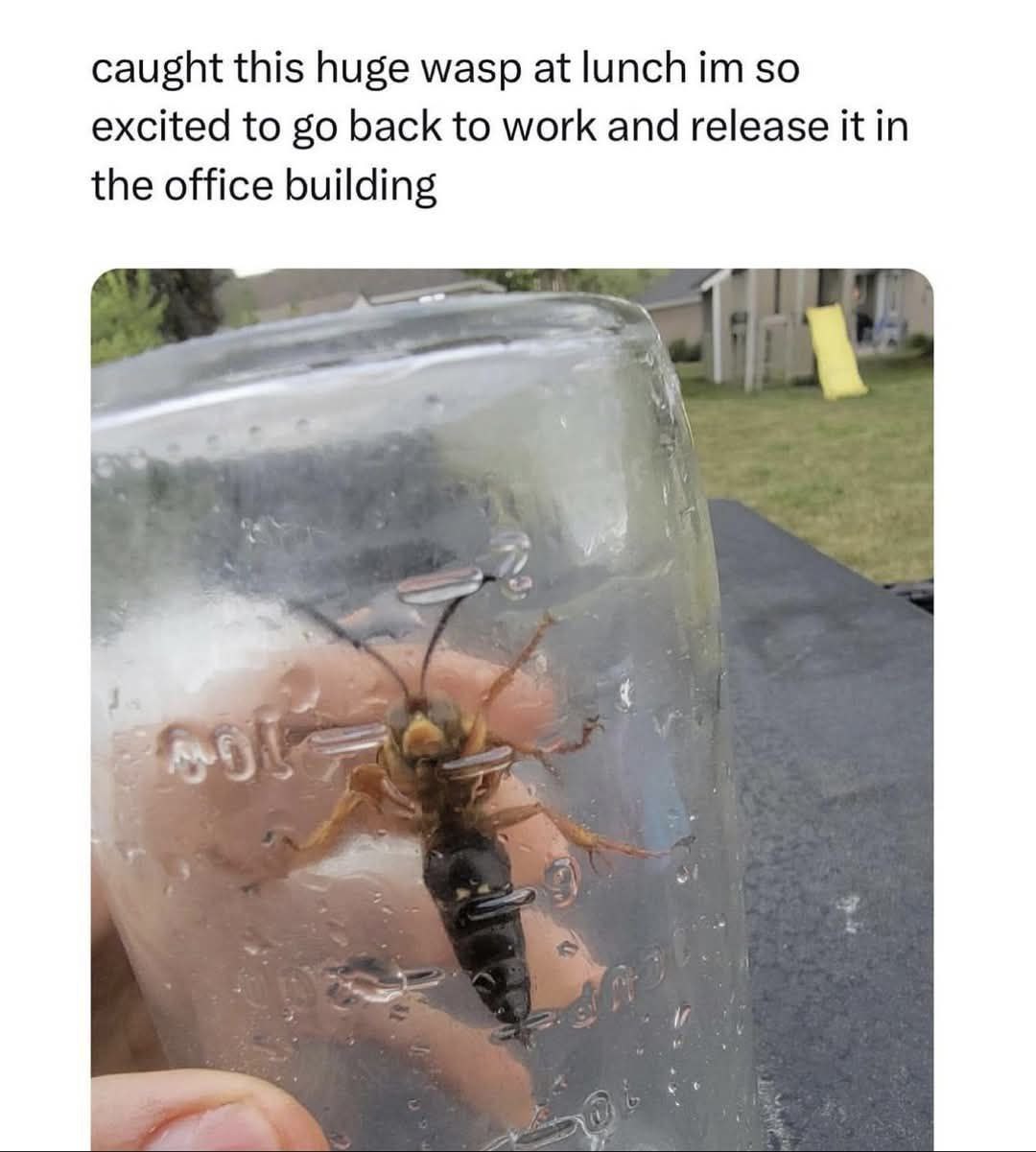 caught this huge wasp at lunch so excited to back to work and release it in the office building