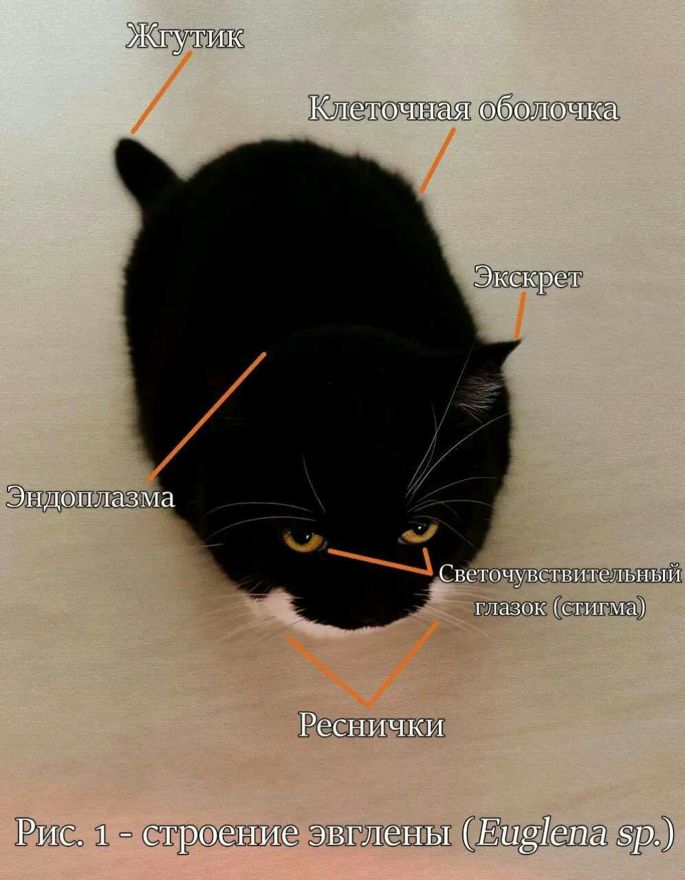 утик Клеточйа оболочка Экскрет Эндоплазма Светочувствительный глазок (стигма) Реснички Рис. 1 строение эвглены (Euglena