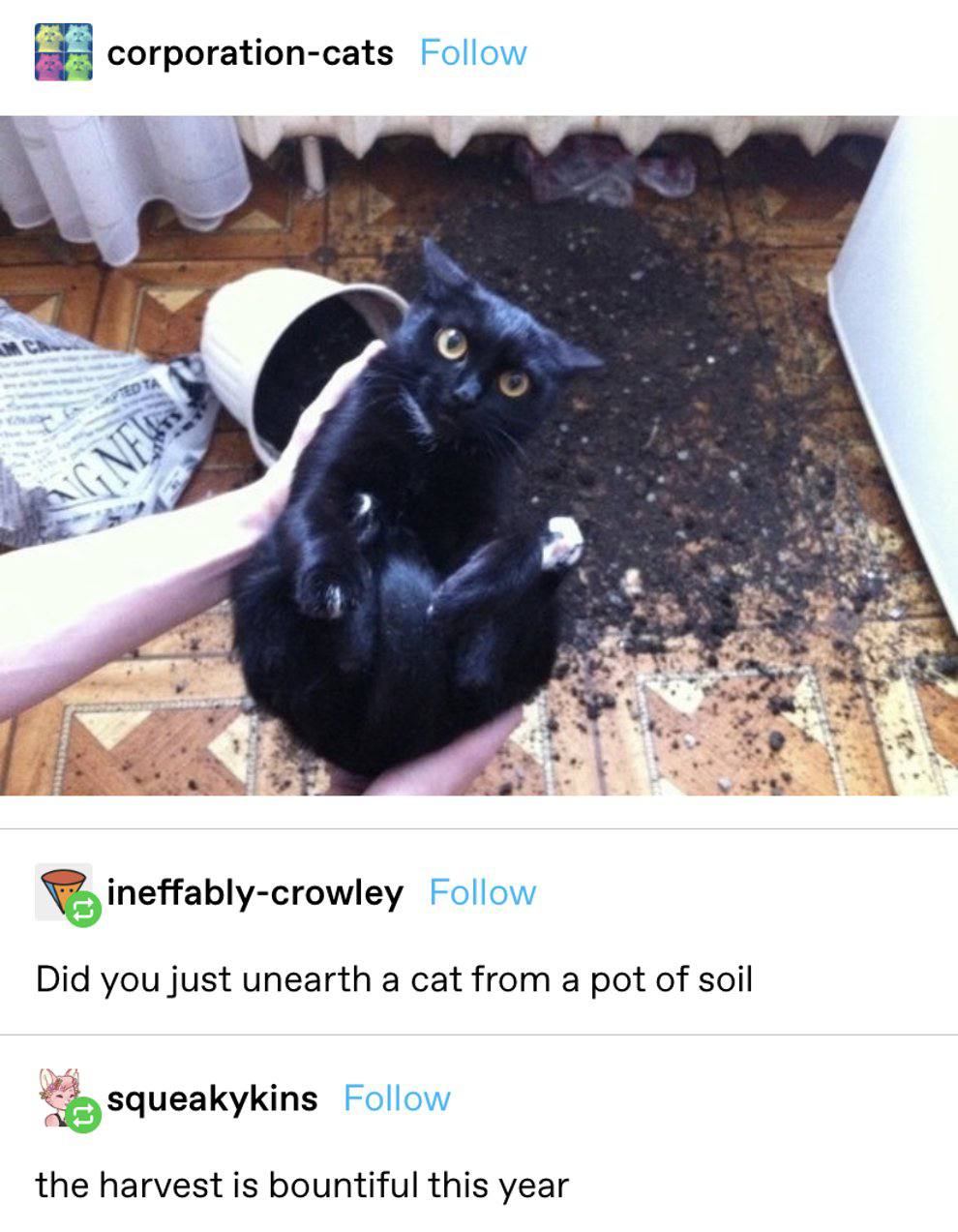 corporation-cats Follow с a ineffably-crowley Follow 47 Did you just unearth a cat from a pot of soil Squeakykins Follow the harvest is bountiful this year