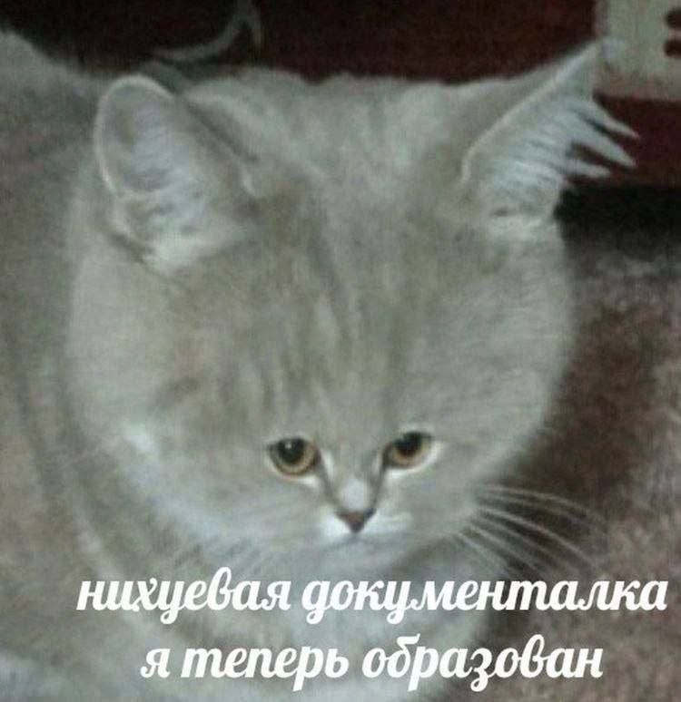 4: нихцевая документалка A теперь образован