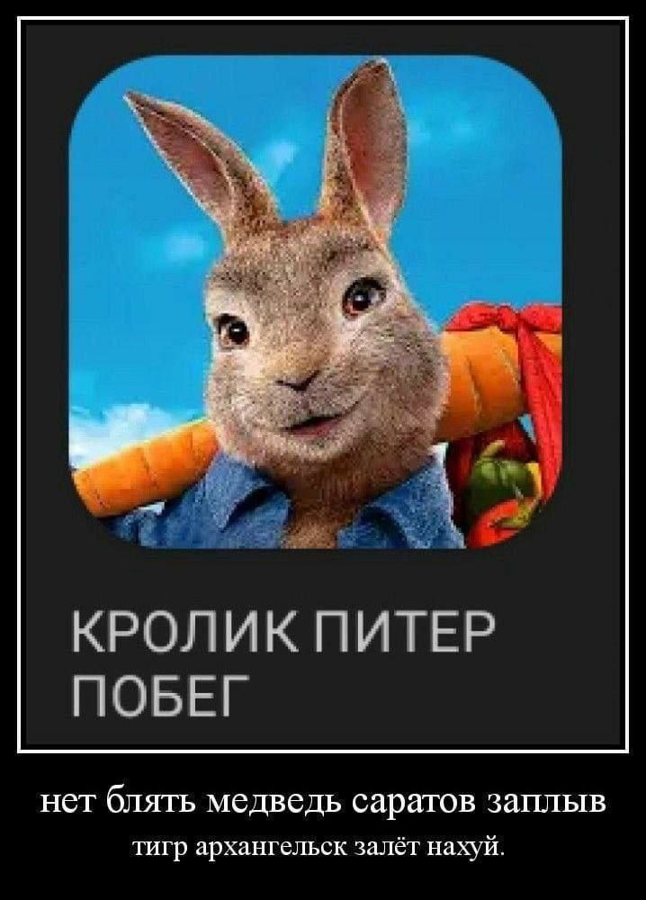 КРОЛИК ПИТЕР ПОБЕГ нет блять медведь саратов заплыв тигр архангельск залёт нахуй.