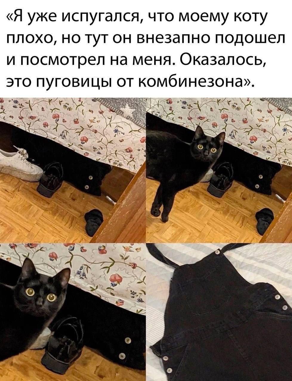 «Я уже испугался, что моему коту плохо, но тут он внезапно подошел и посмотрел на меня. Оказалось, это пуговицы от комбинезона». 197. a 4 7 A о