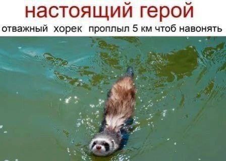 настоящий герой отважный хорек проплыл 5 чтоб навонять мух