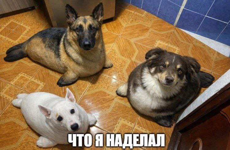 ЧТО Я НАДЕЛАЛ