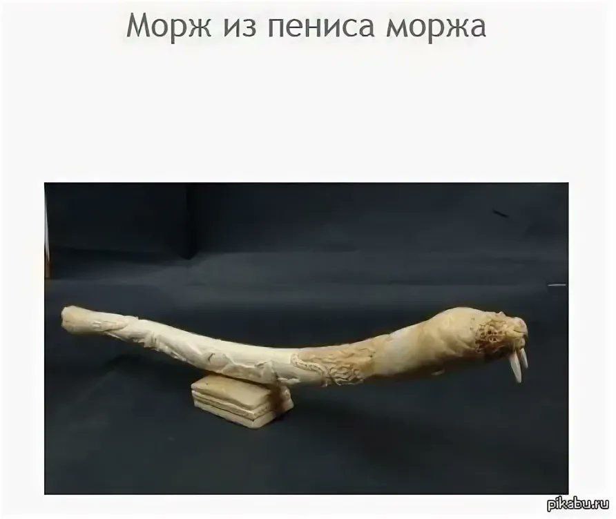Морж из пениса моржа