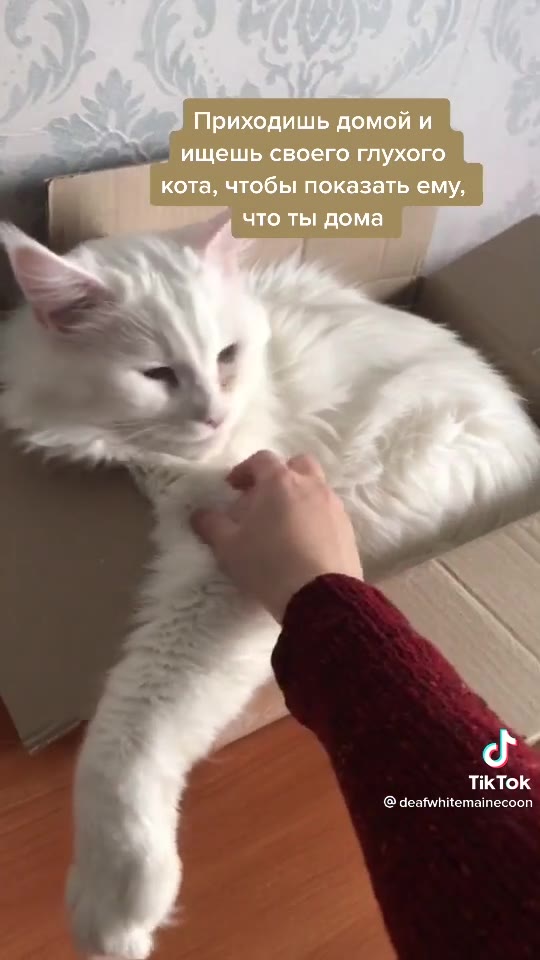 Приходишь домой и ищешь своего глухого — кота, чтобы показать ему, Пойдем покормишь