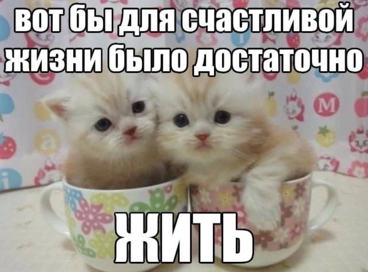 BOT для счастливой жизни было достаточно