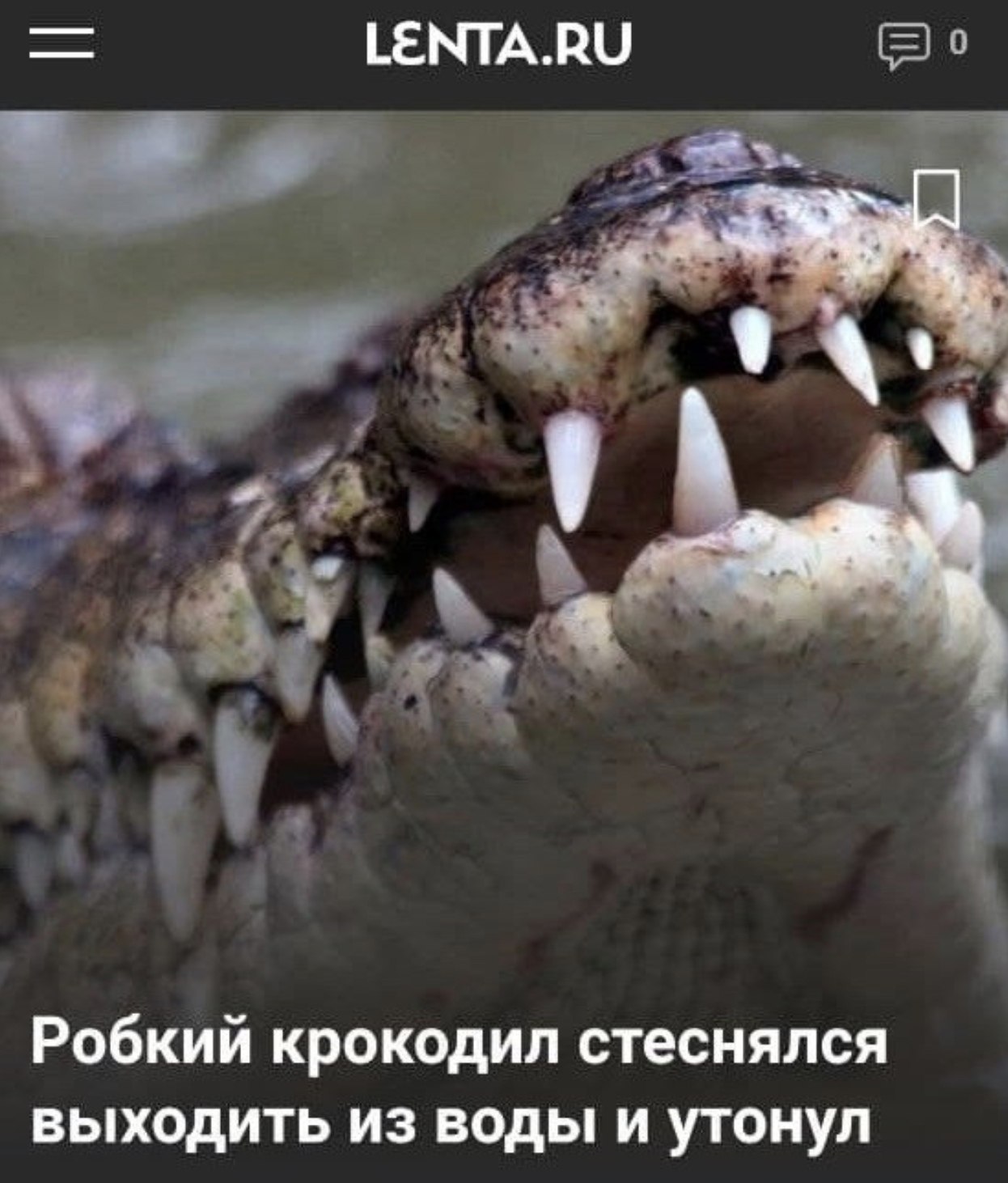 LENTA.RU Робкий крокодил стеснялся выходить из воды и утонул
