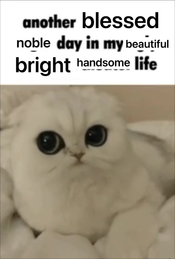 another blessed noble day in my beautiful bright handsome life