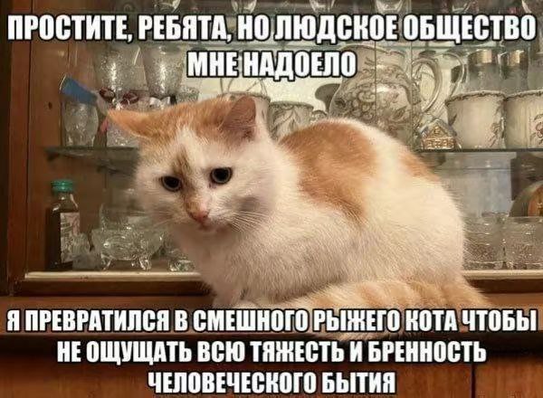 ПРОСТИТЕ, РЕБЯТА, НОЛЮДСКОЕ ОБЩЕСТВО МНЕНАДОЕЛО Я ПРЕВРАТИЛСЯ В СМЕШНОГО РЫЖЕГО КОТА ЧТОБЫ НЕОЩУЩАТЬ ВСЮ ТЯЖЕСТЬ И БРЕННОСТЬ ЧЕЛОВЕЧЕСНОГО БЫТИЯ
